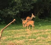 Orick Other | Otter Space Deer Meadow Camp