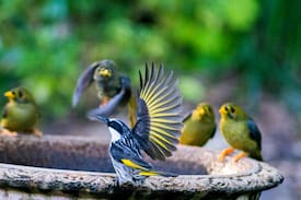 Firefly Other | Firefly Farm Stay (Nabiac, Krambach area)