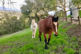 Solvang Other | Ballard Hill Ranch Los Olivos wine country horses