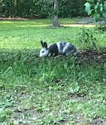 Rushville Cabin | Whitetail Deer Farm of Canandaigua Lake