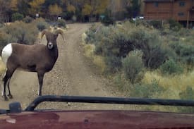 Wapiti Bed & Breakfast | Canyon Creek Cabin Bed & Breakfast