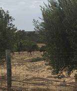 Kalbarri House | KUARLU@KALBARRI UNIT 2 DOG FRIENDLY