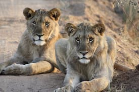 Hammanskraal Other | Pride of Africa The Skoen