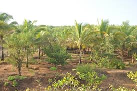 Malvan Other | Khushi Cha Gaon-Farm Stay in Malvan Sindhudurg