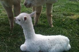 Glen Innes Other | Glen waverly Farmstay and Alpacas