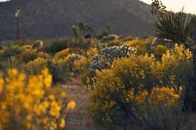Joshua Tree Highlands House | High Desert Hideout