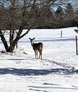 Lloydminster House | Milk and Honey Acres - A Family Country Haven