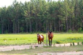 Darlington Other | **5 Min to Interstate * Country Barn Escape**