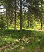 Athol Other | Little Yurt in the Big Woods