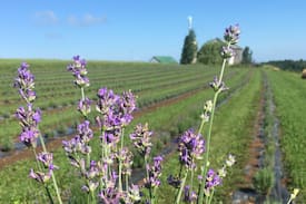Meaford House | The Lavender Farm - A Luxurious & Elegant Retreat