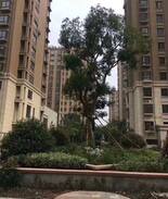Tinghu Qu Apartment | Tinghu qu, 盐城市, 中国的多单元大厦