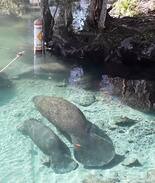 Homosassa Springs House | Mermaid's Rest Bed and Breakfast