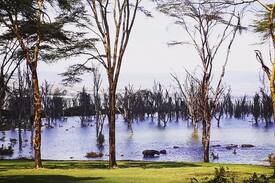 Naivasha Other | The Folly