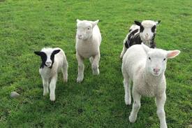 Slane Other | LECK FARM NEWGRANGE