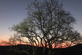 Parys Cabin | DIE BOSHUIS PARYS