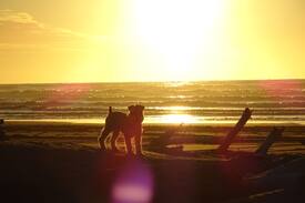 Himatangi Beach Other | PARAEKARETU - PARADISE