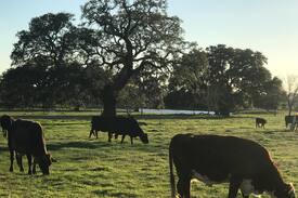 Schulenburg House | The Bird’s Nest Ranch