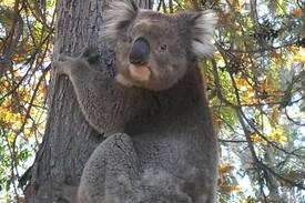 Bearii Other | AINTREE FARM ORGANICS Campsite near Strathmerton