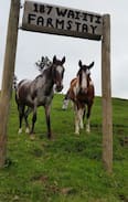 Waiiti Cabin | Waiiti Farmstay- Peaceful private nature escape