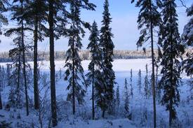 Ely Cabin | Northwoods Retreat at Sundew Cabin