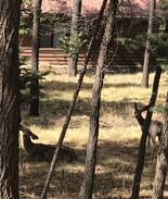 Ruidoso Cabin | CABIN In the Heart of the Forest (Cedar Creek)