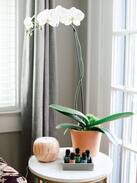 Greensboro House | Holliday House - A Charming Sunset Hills Bungalow