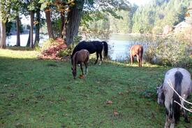 Salt Spring Island Other | ocean jewel cabin on organic farm with horses