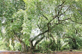Mayaro Cabin | Matapal House- Point Radix, Mayaro, Trinidad