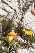 Tisno Apartment | Apartmani-Tisno-Lujini dvori 2