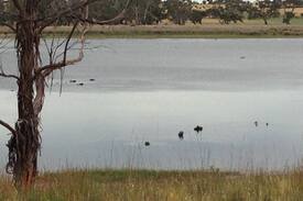 Coomunga Bed & Breakfast | The Sanctuary (Port Lincoln)
