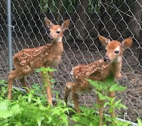 Rushville Cabin | Whitetail Deer Farm of Canandaigua Lake