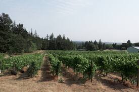 Newberg Bed & Breakfast | Bed & Breakfast, Vineyard Views - "Grace Room"