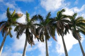 Miami Shores House | 5 Palms Cottage, Miami, Florida