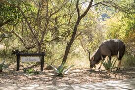 Thorny Bush Game Reserve Cabin | River Lodge Suite - The River Lodge at Thornybush