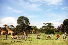 Naivasha Other | The Folly