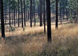 Havana Other | Longleaf Farm