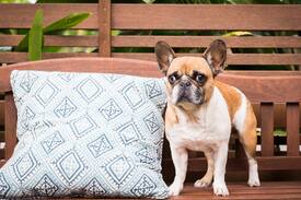 Brunswick Heads House | Brunzaway...Pet friendly. Private gated apartment.