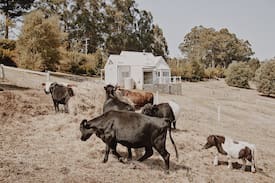 Emerald Cabin | THE LITTLE WHITE HOUSE - Luxury in Emerald, VIC.