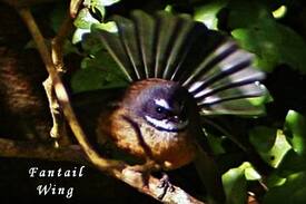 Coromandel Bed & Breakfast | “Beneath the Southern Cross”