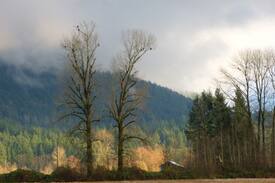 Harrison Mills Other | Eagle Nest View cabin