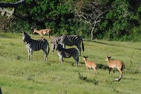 Port Alfred Villa | Nyala Valley Private Game Lodge