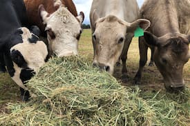 Milawa Other | Jackaleah Farm Stay