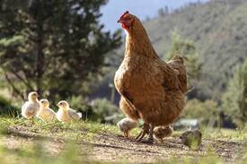 Riversdale Other | Riversdale Farm Stay, a cup of tea away from N2!