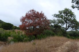 Vanderpool Other | Madrone Hills Ranch
