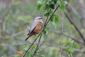 Lansdowne Other | Kunwarji's Eco Farm Stay
