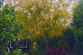 Stewarts River Cabin | Birdsong Cottage - Tranquility with a view.