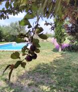 Reguengos de Monsaraz House | Monte das oliveiras