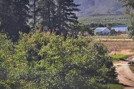 Villiersdorp Other | De Rust Willow Cottage - Villiersdorp, Theewaters