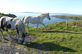 Ballybunion Cabin | Bromore Cottage at Bromore Cliffs on Wild Atlantic