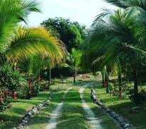 San Luis Other | FINCA CUATRO ROSAS /Payandé-Ibagué-Tolima-Colombia